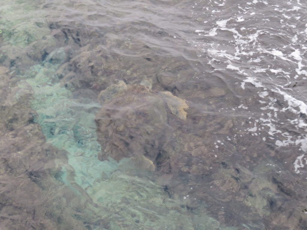 小琉球行程-龍蝦洞看綠蠵龜